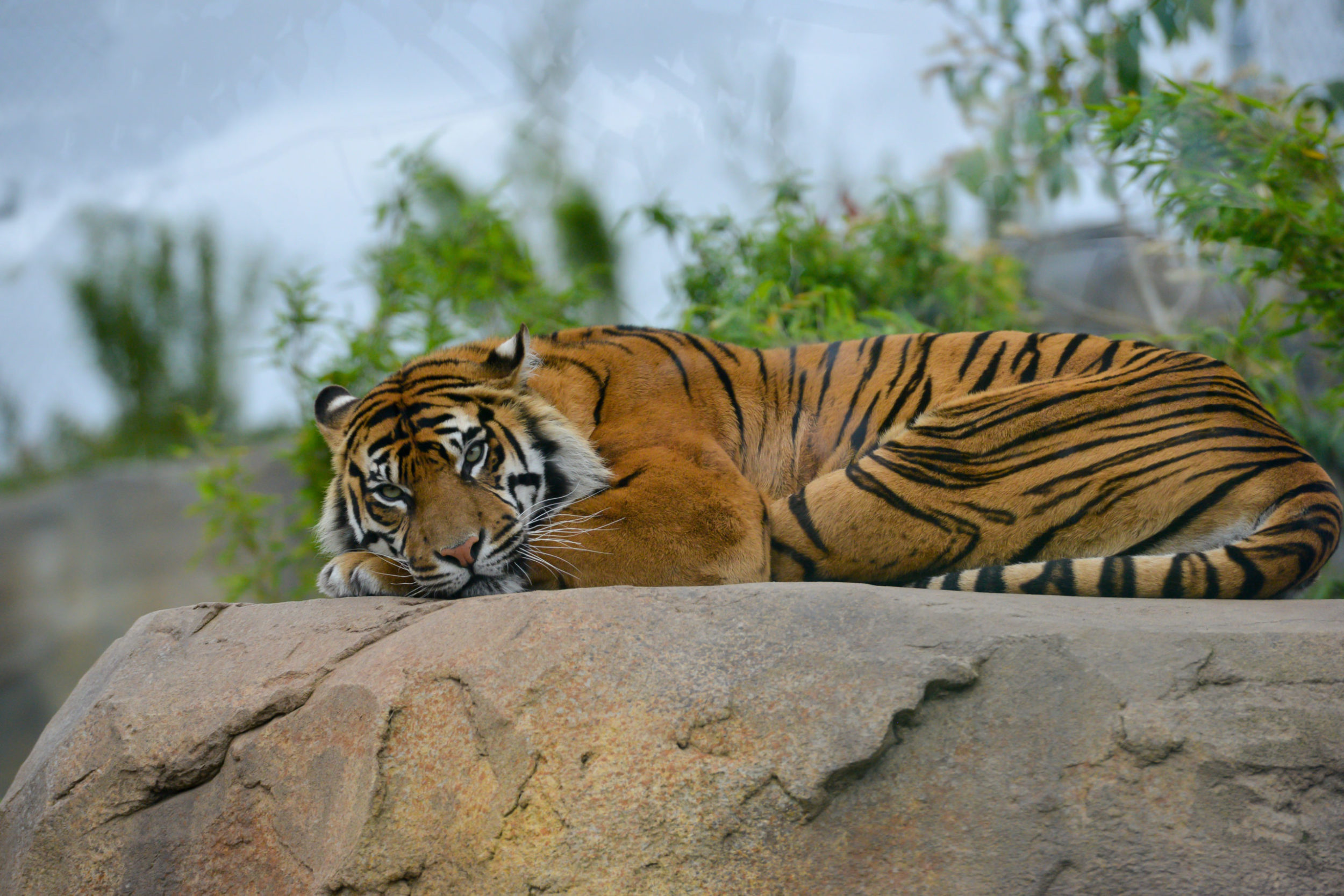 Tiger,Tiger,Burning,Bright,,Large,Male,Tiger,Lies,In,Sunshine Tiger,Tiger,Burning,Bright,,Large,Male,Tiger,Lies,In,Sunshine